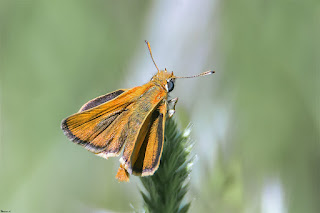 mariposa-dorada-linea-larga-thymelicus-sylvestris-