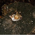 fotos divertidas de ardillas, hamsters, erizos y conejos