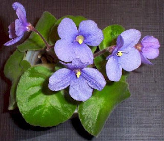 Violet Obsession: S. brevipilosa