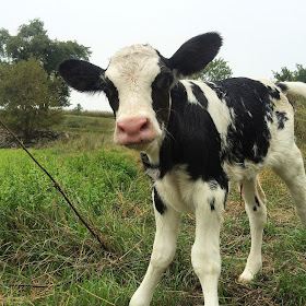 newborn Holstein heifer calf in pasture