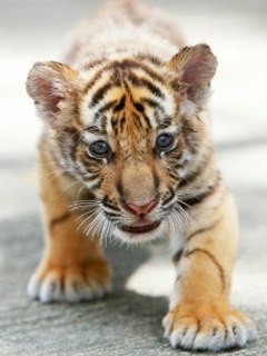 Baby Tiger