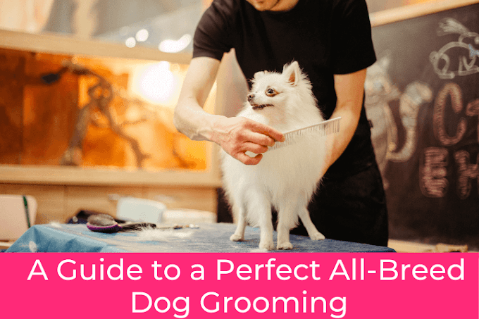  A Guide to a Perfect All-Breed Dog Grooming 
