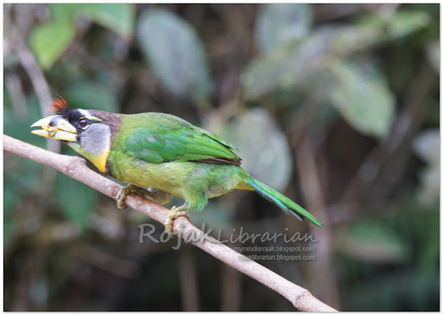 Fire-tufted Barbet