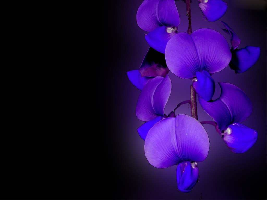 Blue Orchid Wallpaper. Orchid is one of the ornamental plants that are ...