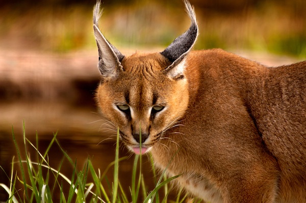 CARACAL - Um felino que, embora seja um animal selvagem, pode ser criado como animal doméstico, em alguns países. E, como predador que é, ele pode ainda ser treinado a caça.