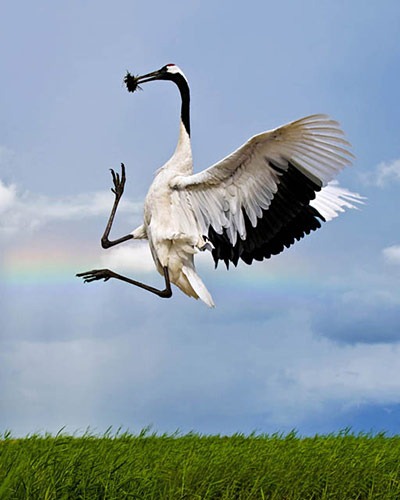 The-Worlds-Rarest-Birds-2-005