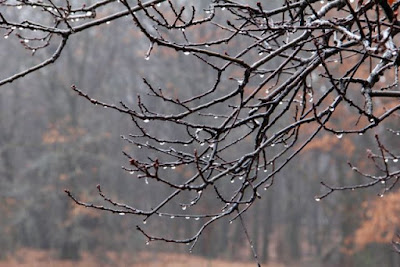 a Spring rain on President's Day, in Minnesota?