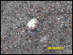 SAM_0444