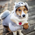 Funny Dog in amazing Costume Wallpaper