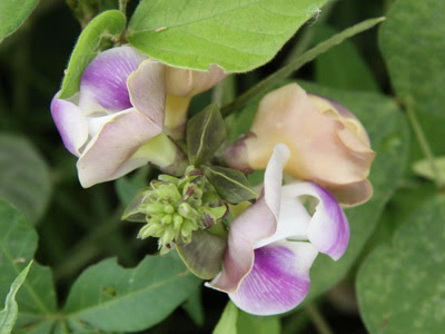 Vigna adenantha