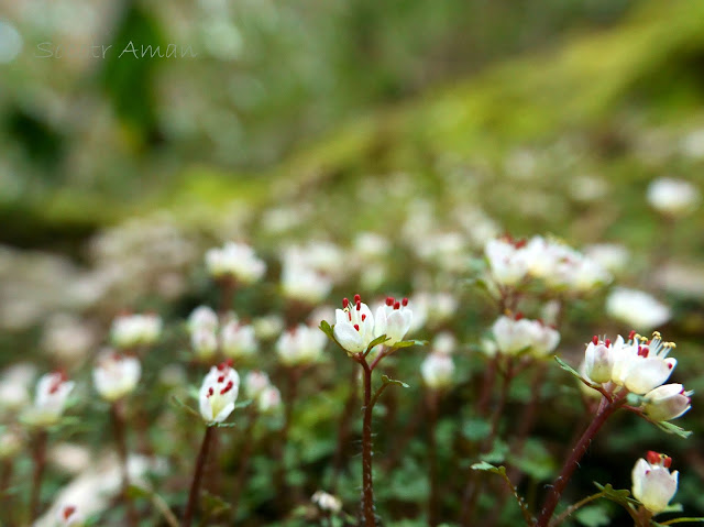 Chrysosplenium album