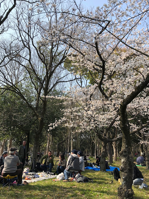 大阪城公園, 大阪賞櫻, 櫻花