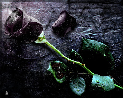 Black Rose Wallpaper on Desktop Wallpaper  Black Rose Wallpaper