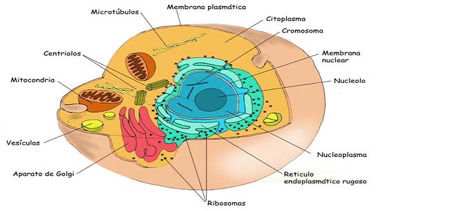 celula animal y sus partes. celula animal y sus partes.