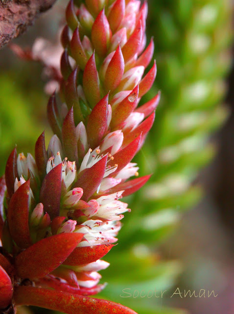 Orostachys japonica