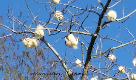Eclectic Red Barn: Cotton balls on the tree breaking out of shell