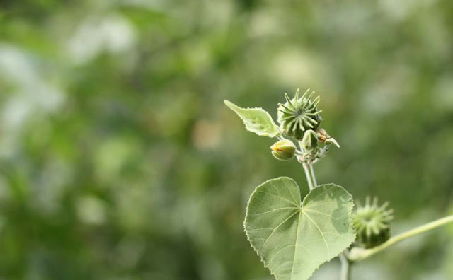 Indian Mallow Flowers