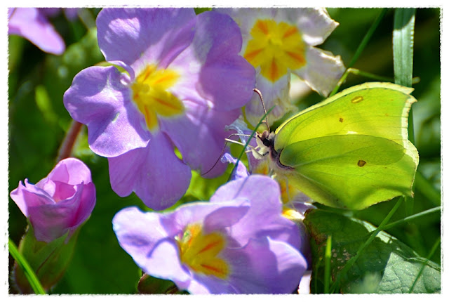 papillon Citron butinant une primevere