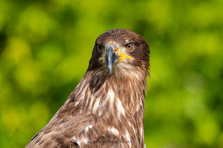 Naturfotografie Adlerwarte Berlebeck Adler Falke Geier Olaf Kerber