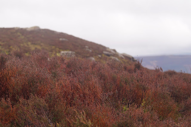 A grouse in the heather