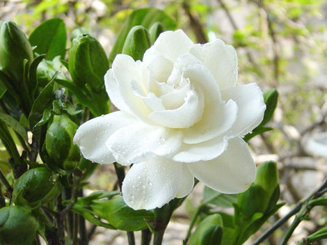 Jasmine Flowers