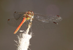 Common Darter dragonfly, Sympetrum striolatum.  Jubilee Country Park, 31 July 2011.