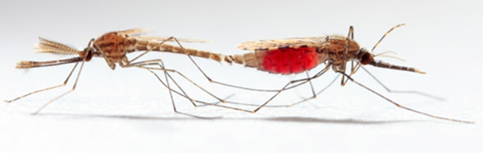 Cópula de mosquito (YouTube). Para copular la hembra debe estar cargada de sangre, pues requiere el hierro de la hemoglobina para fabricar sus huevos.