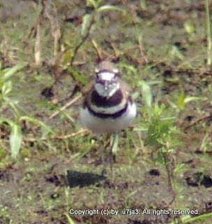 Killdeer