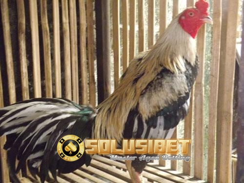 https://www.solusibet.com/sabung-ayam-online.htm