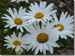 P1010535