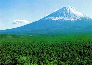 La forêt d'Aokigahara, au pied du mont Fuji