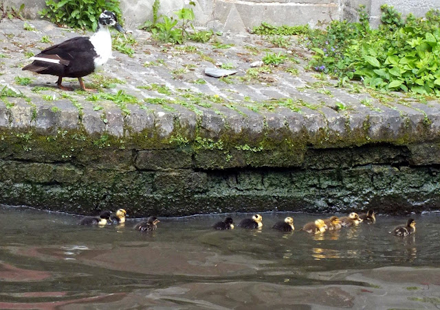 patitos