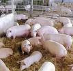 Pig Farming : Naked Brutality