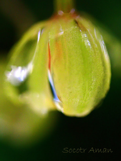 Ephippianthus schmidtii