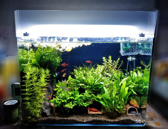 夏場の高水温 ガラス蓋は外したい でも魚の飛び出しは防止したい 網を使わず水槽 の縁に柵を取り付ける総額0円なdiy 主夫の綴るブログ アクアリウム情報発信ブログ 晴耕雨読 夏場の高水温 ガラス蓋は外したい でも魚の飛び出しは防止したい 網を使わず水槽 の縁に柵を取り付ける総額0円なdiy 主夫の綴るブログ アクアリウム情報発信ブログ 晴耕雨読
