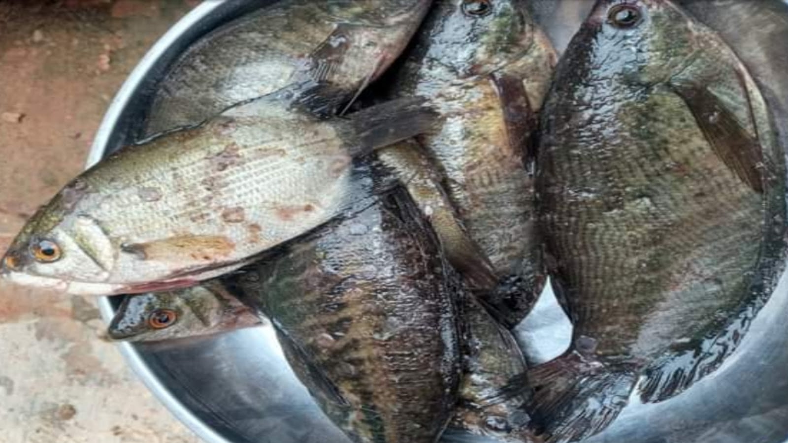 Selain jarak tadi, saat kalian memancing dengan cara mengumpulkan ikan sepat