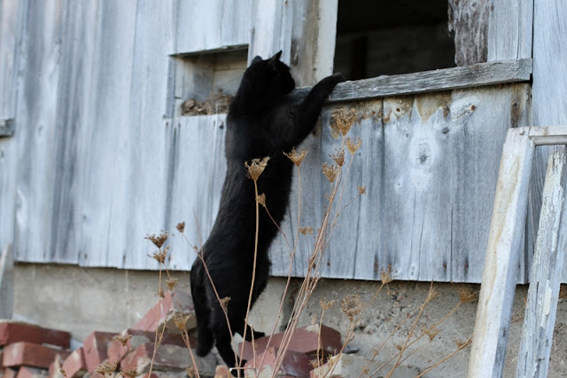 Zoey peeks into the sheep shed