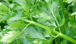 daun seledri ini memiliki banyak khasiatnya yang perlu anda ketahui, salah satunya untuk mengobati penyakit asam urat dan rematik.