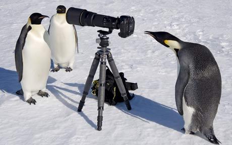 penguin photo