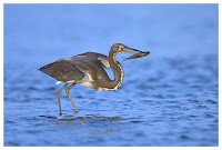 Birds Of Texas Photos