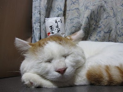 shironeko kucing lucu malas