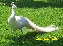 اجمل صور طاؤوس جميل جدا 2014 , اجمل صور ريش طاؤوس 2014