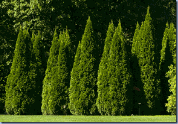 arborvitaeEmeraldGreen