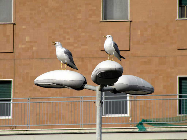 Gulls on a street lamp, Livorno