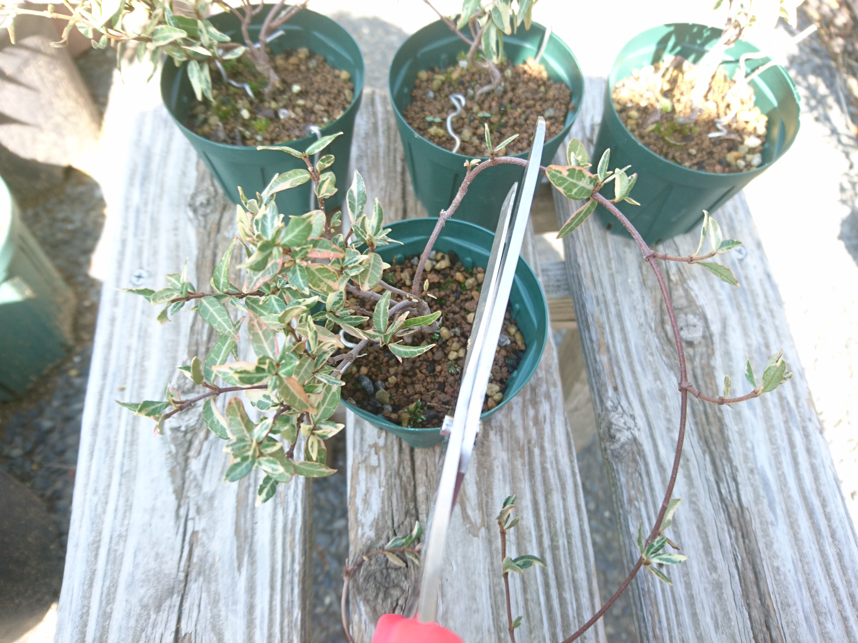 斑入りチリメンカズラの育て方：美しい小さな葉のミニ盆栽を作る 