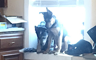 Brody and Harvey sitting in a window