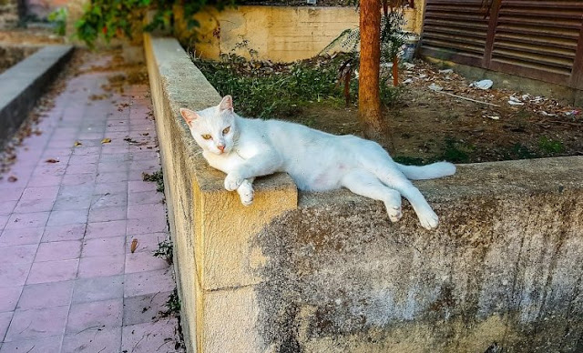 Handsome Greek feral cat