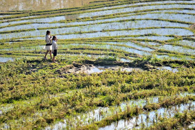 Sapa Vietnam Dao Hmong arrozal arroz Sa Pa Lao Chai Ta Van Su Pan Giang Ta Chai. niños jugando en el arrozal