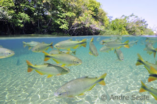 Bonito Brazil