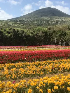 八丈島フリージア祭り